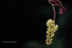 Ampelocissus indica